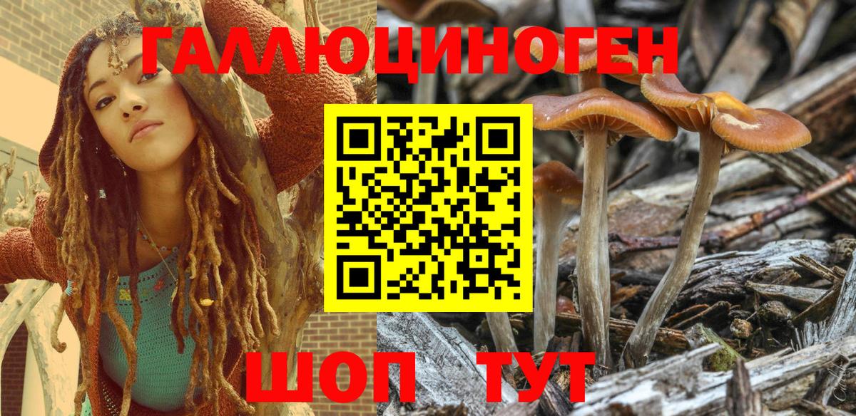 Галлюциногенные грибы Psilocybine cubensis Югорск